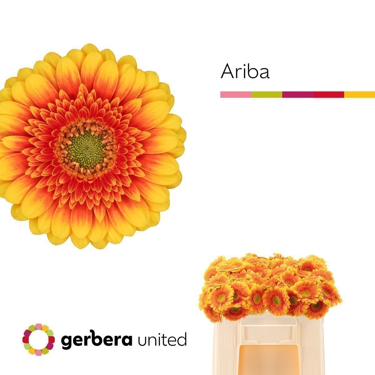 Срезанные цветы оптом Germini ariba от 80шт из Голландии с доставкой по России