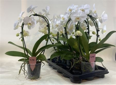 Горшечные цветы и растения оптом Phal An Glasgow Bow 2 Branches 16+ от 5шт из Голландии с доставкой по России