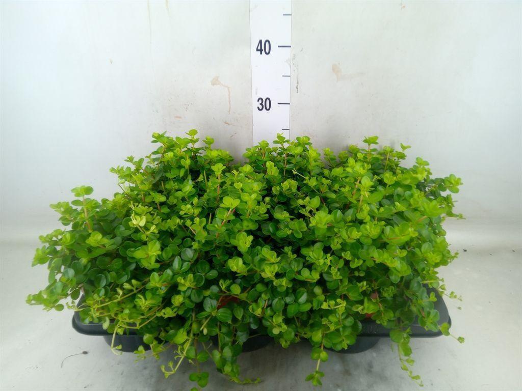 Горшечные цветы и растения оптом Peperomia Rotundifolia от 6шт из Голландии с доставкой по России