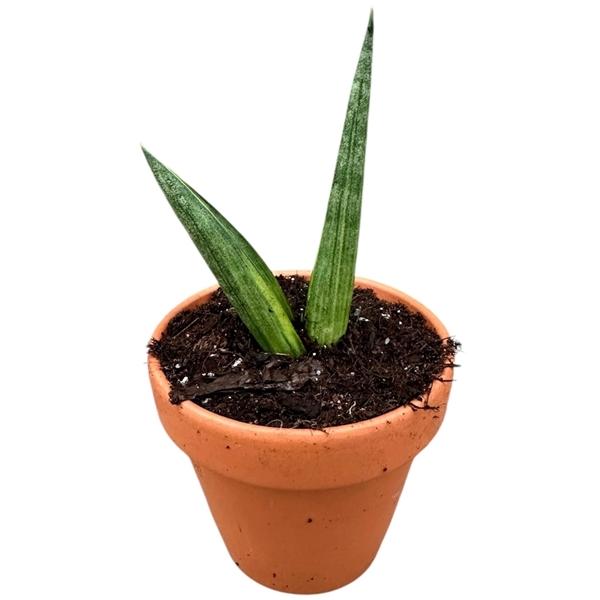Горшечные цветы и растения оптом Sansevieria Boncel Variegata от 1шт (для телеги) из Голландии с доставкой по России