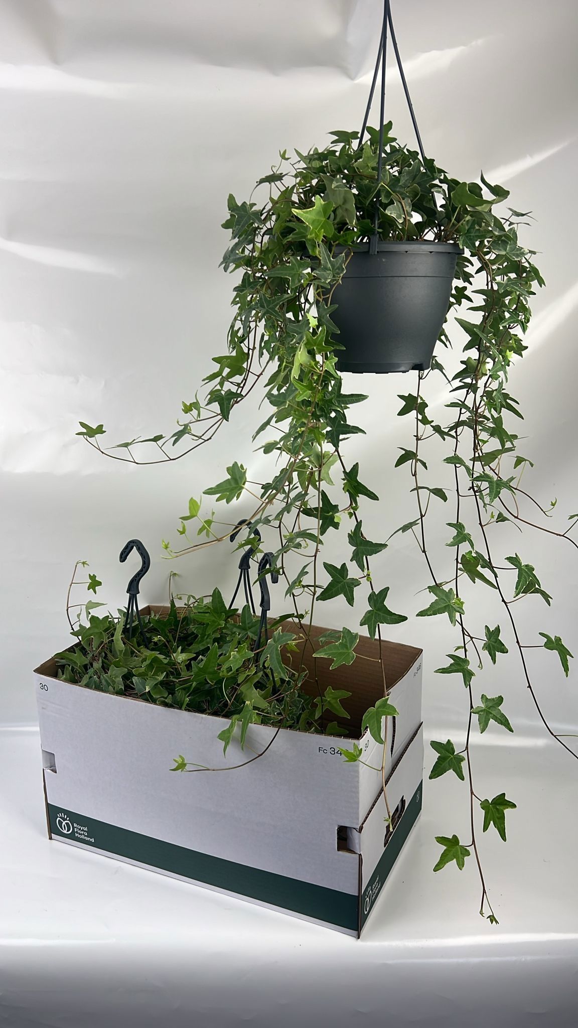 Горшечные цветы и растения оптом Hed He Mona Lisa от 4шт из Голландии с доставкой по России