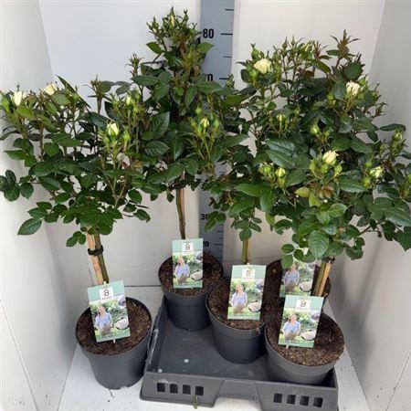 Горшечные цветы и растения оптом Rosa St White от 5шт из Голландии с доставкой по России
