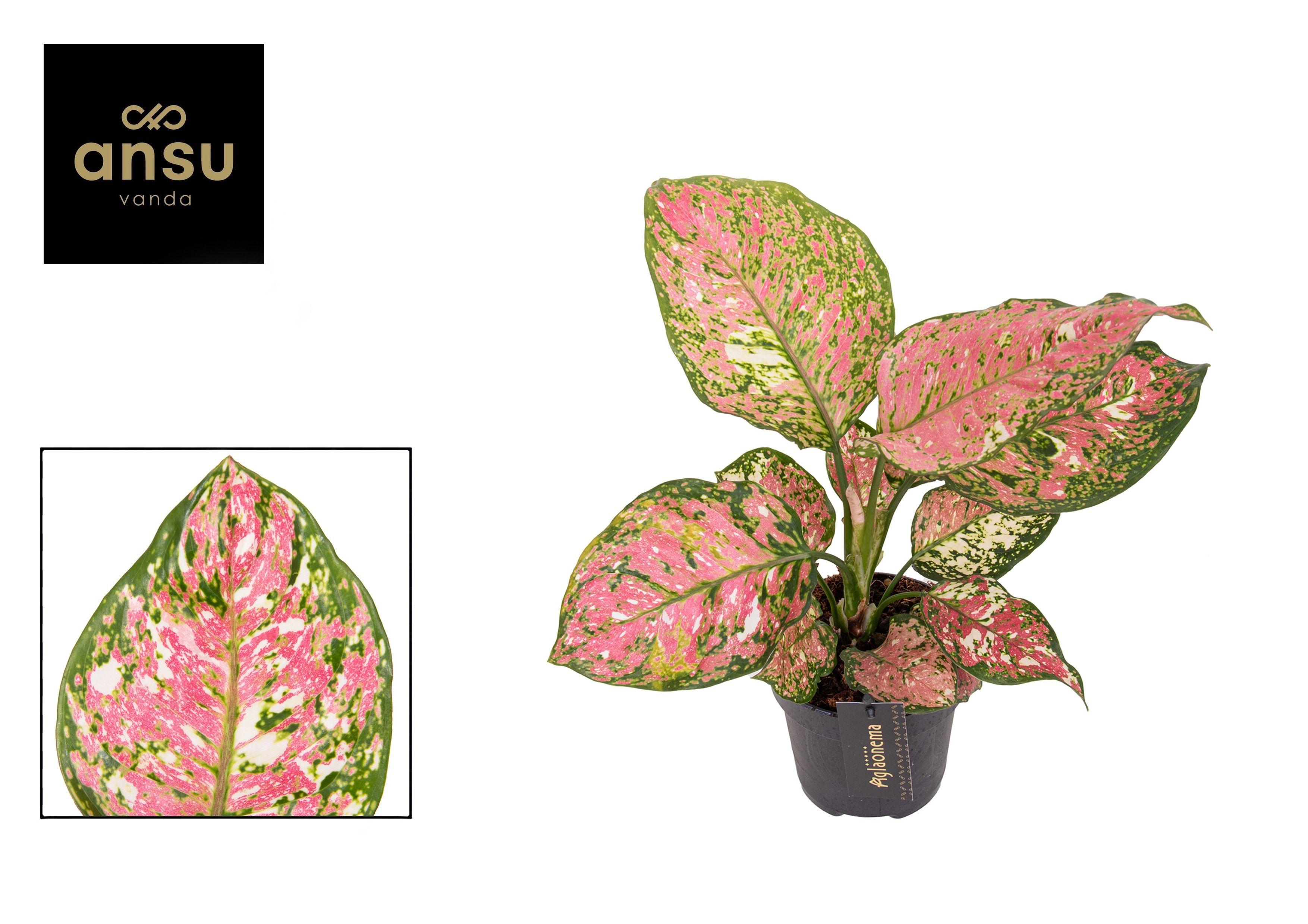 Горшечные цветы и растения оптом Aglaonema Jazzy Red от 6шт из Голландии с доставкой по России