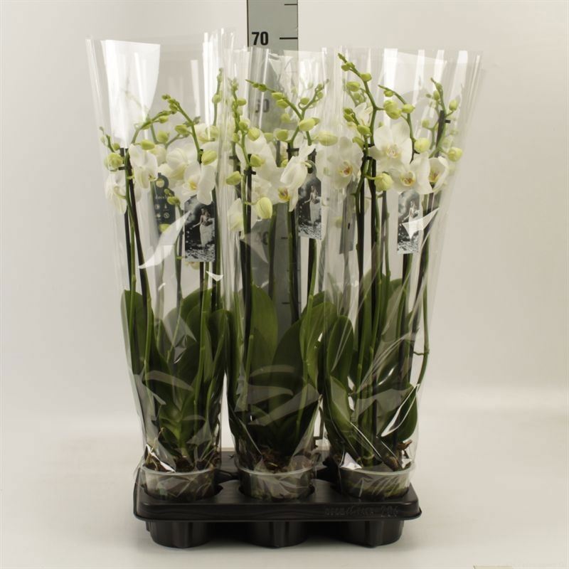 Горшечные цветы и растения оптом Phalaenopsis   ...white от 6шт из Голландии с доставкой по России