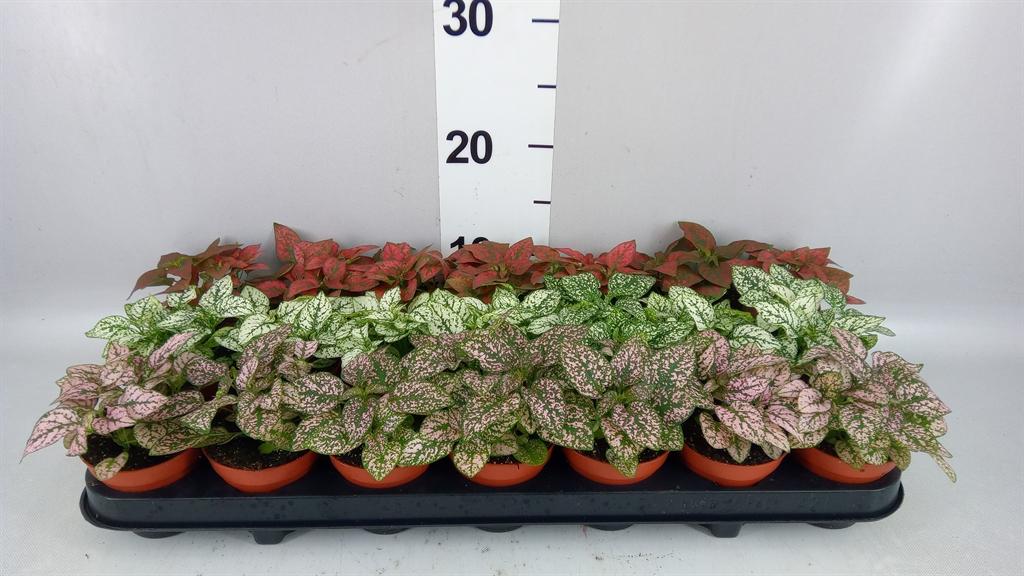 Горшечные цветы и растения оптом Hypoestes Phyllo. ...mix от 21шт (для телеги) из Голландии с доставкой по России