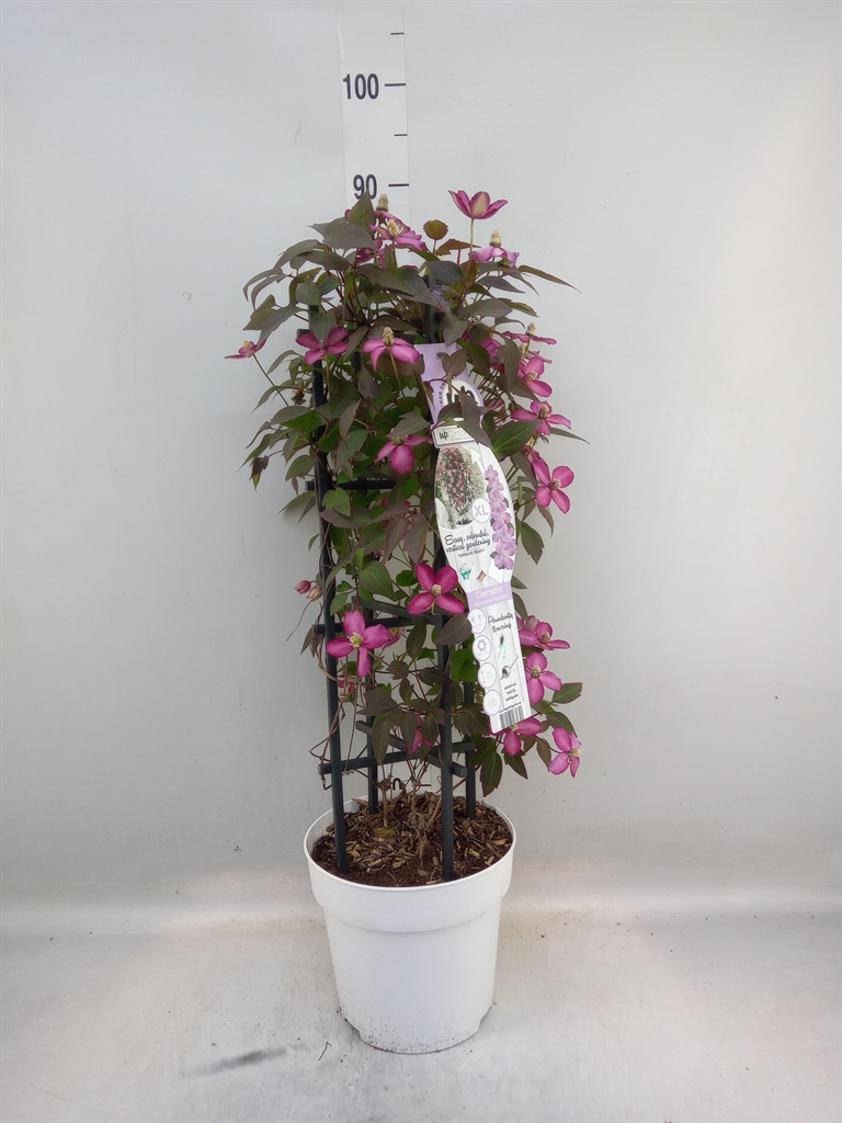 Горшечные цветы и растения оптом Clematis Montana от 1шт из Голландии с доставкой по России