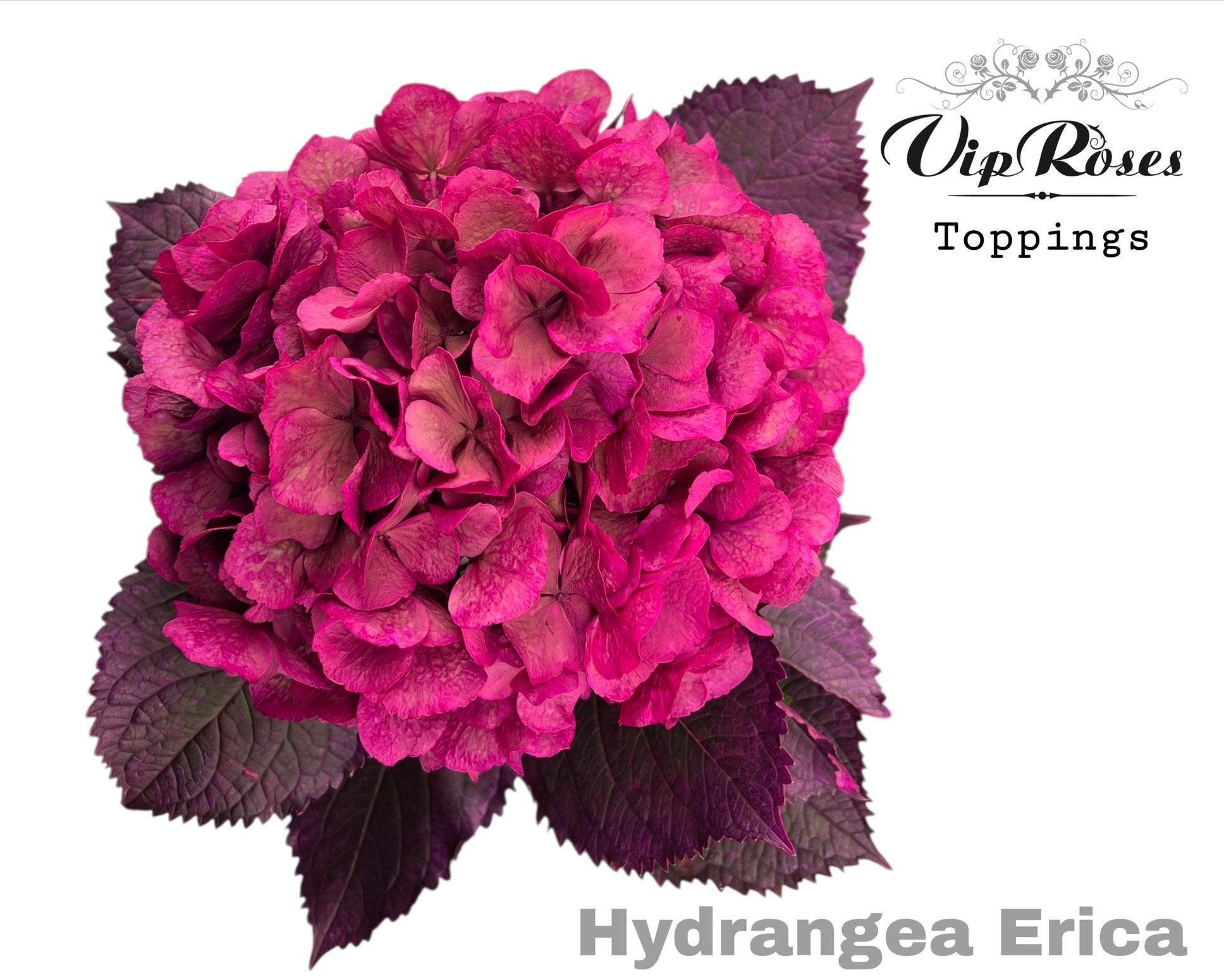 Срезанные цветы оптом Hydrangea paint erica от 10шт из Голландии с доставкой по России