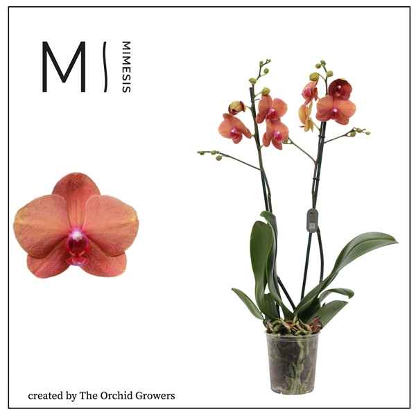 Горшечные цветы и растения оптом Phal 2st-3 Types Orange 16+ (orchid Growers) от 10шт из Голландии с доставкой по России