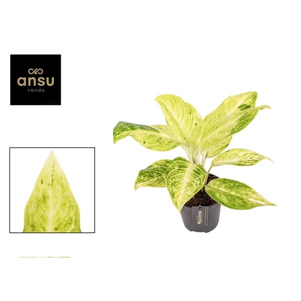 Горшечные цветы и растения оптом Aglaonema Citronelle от 6шт из Голландии с доставкой по России