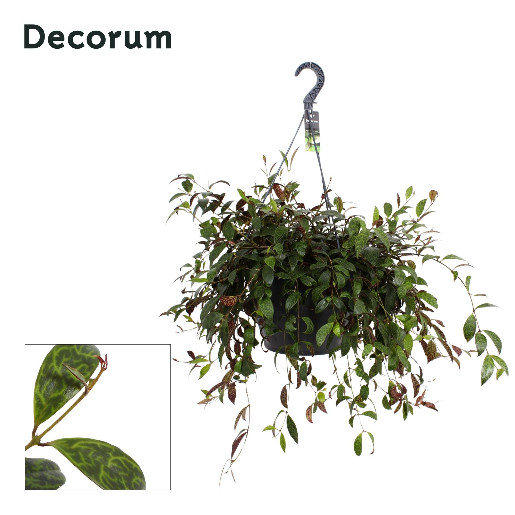 Горшечные цветы и растения оптом Aeschynanthus Marmoratus Xxl от 1шт из Голландии с доставкой по России