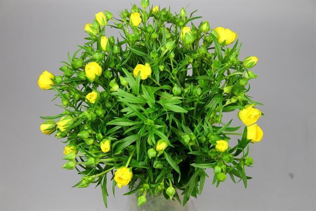 Срезанные цветы оптом Ranunculus butterfly phytalos от 40шт из Голландии с доставкой по России