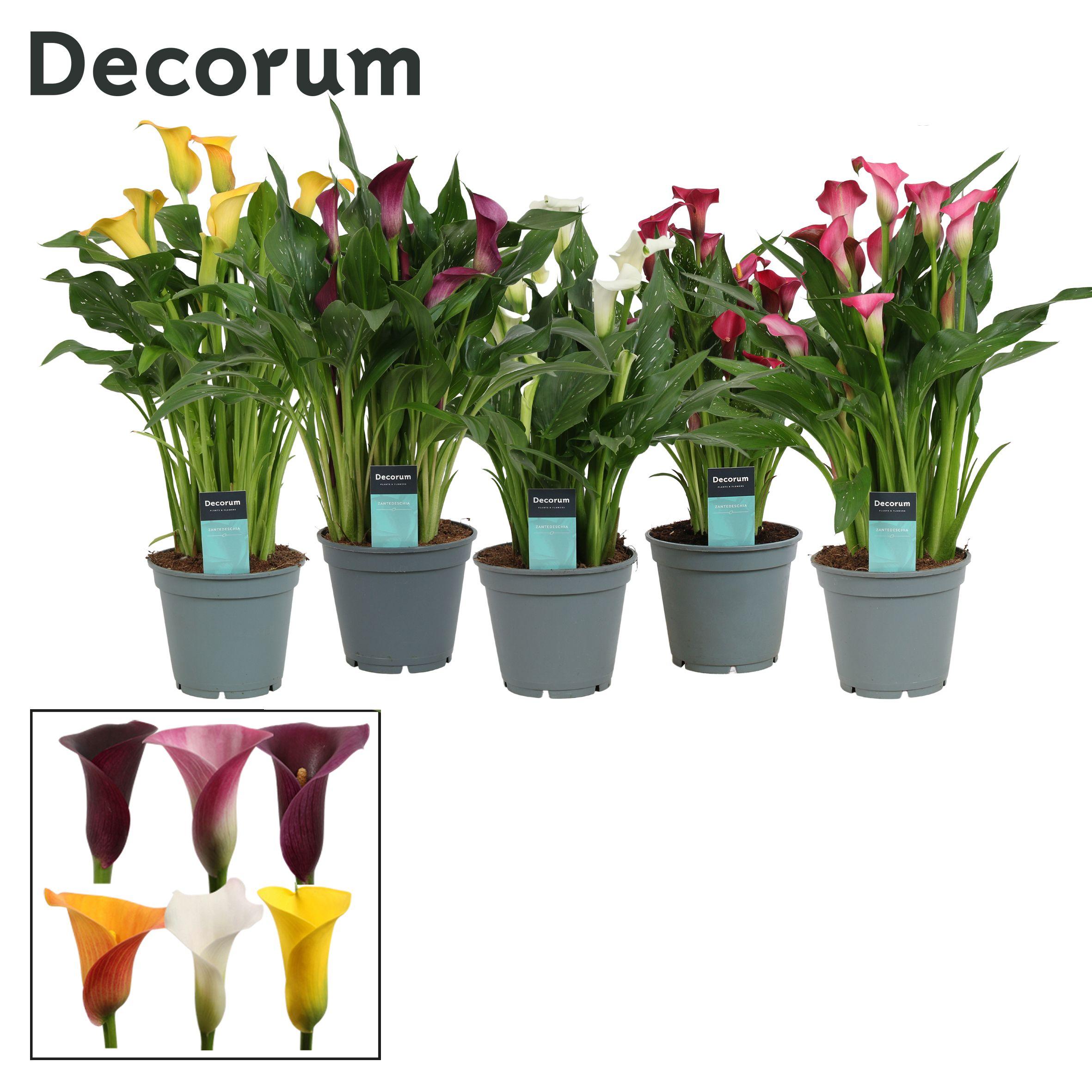 Горшечные цветы и растения оптом Zantedeschia Mix (decorum) от 6шт из Голландии с доставкой по России