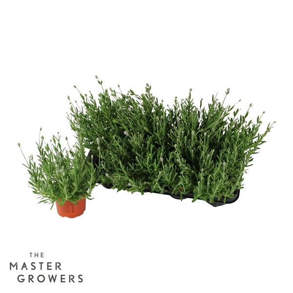 Горшечные цветы и растения оптом Lavandula An Vienco Early White от 8шт из Голландии с доставкой по России