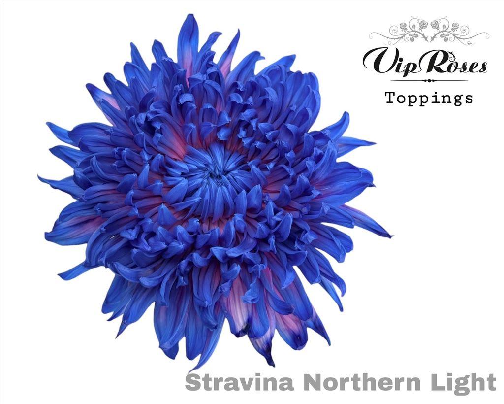 Срезанные цветы оптом Chrys bl paint stravina northern light от 20шт из Голландии с доставкой по России