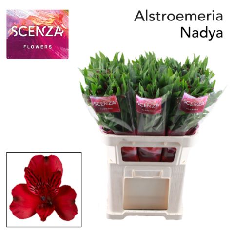 Срезанные цветы оптом Alstroemeria nadya от 60шт из Голландии с доставкой по России