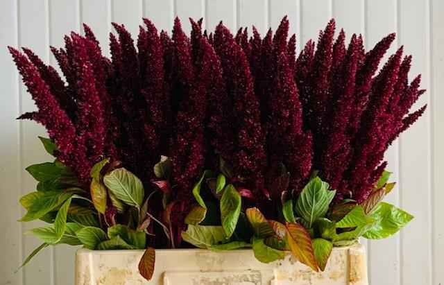 Срезанные цветы оптом Amaranthus red от 160шт из Голландии с доставкой по России