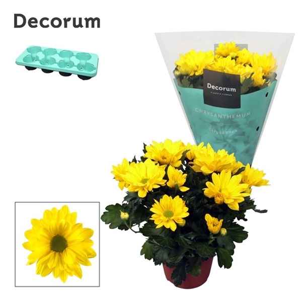 Горшечные цветы и растения оптом Chrys Margarita Yellow (decorum) от 8шт из Голландии с доставкой по России