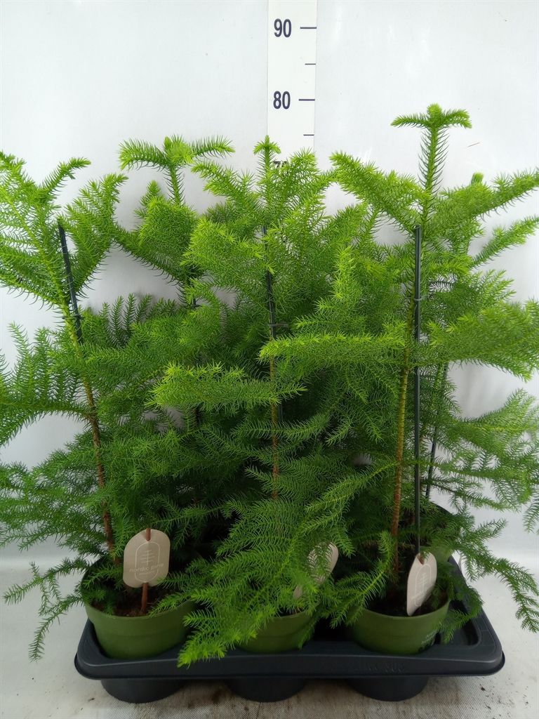 Горшечные цветы и растения оптом Araucaria Heterophylla от 6шт из Голландии с доставкой по России