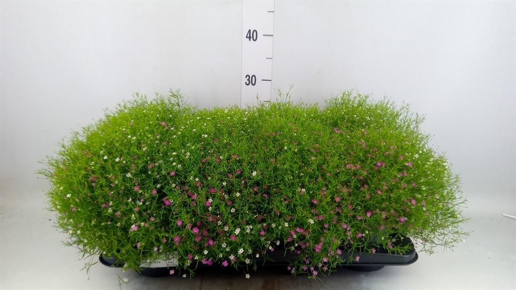 Горшечные цветы и растения оптом Gypsophila Muralis   ...mix /pot от 8шт из Голландии с доставкой по России