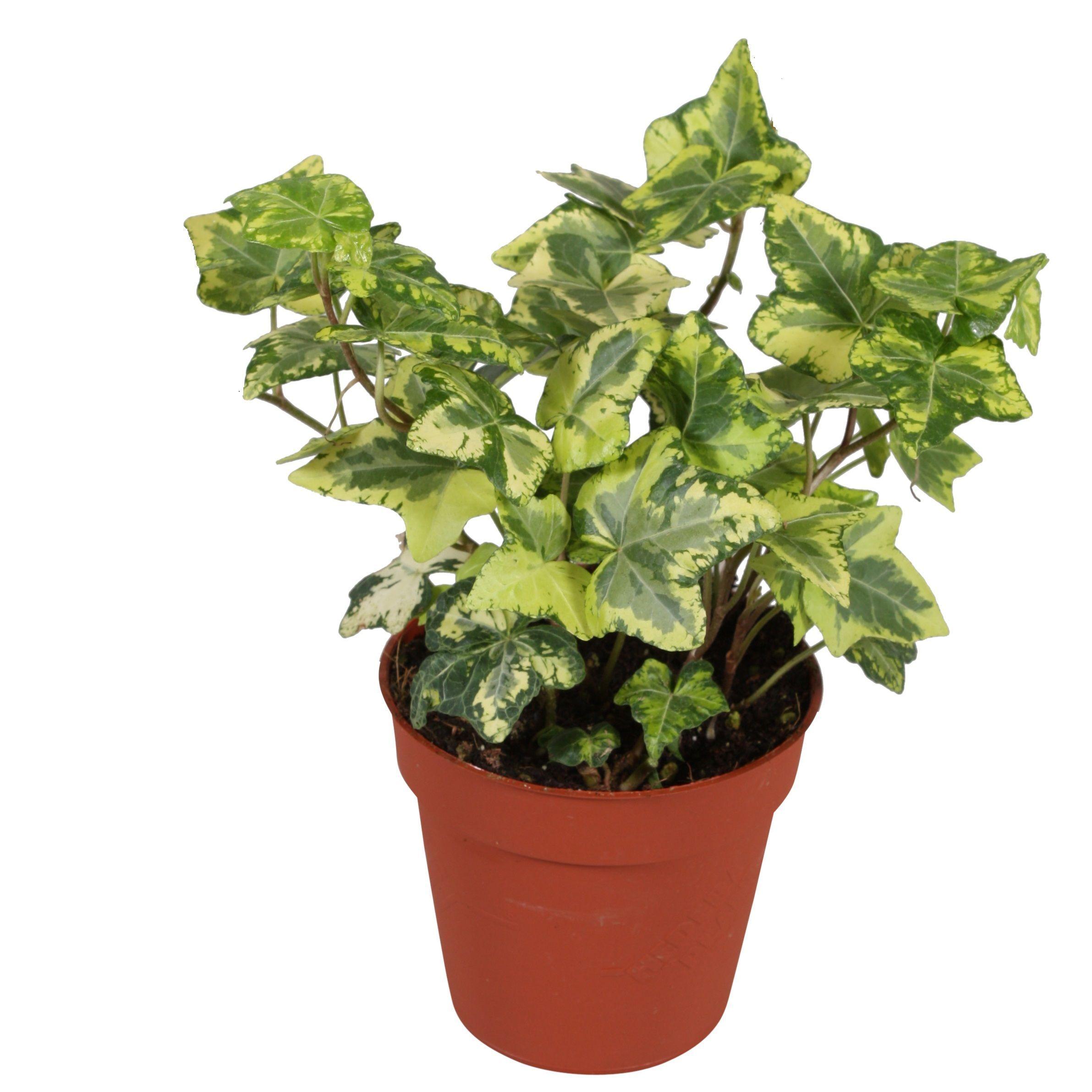 Горшечные цветы и растения оптом Hedera Helix Golden Kolibri от 18шт (для телеги) из Голландии с доставкой по России