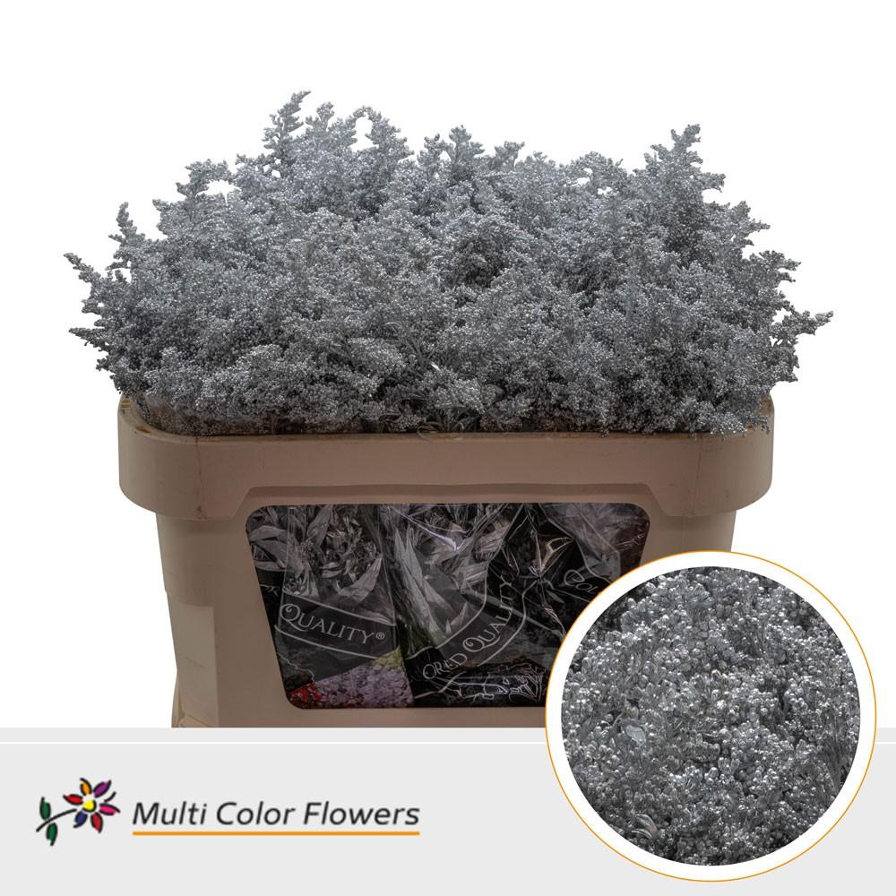 Срезанные цветы оптом Solidago paint silver A от 100шт из Голландии с доставкой по России