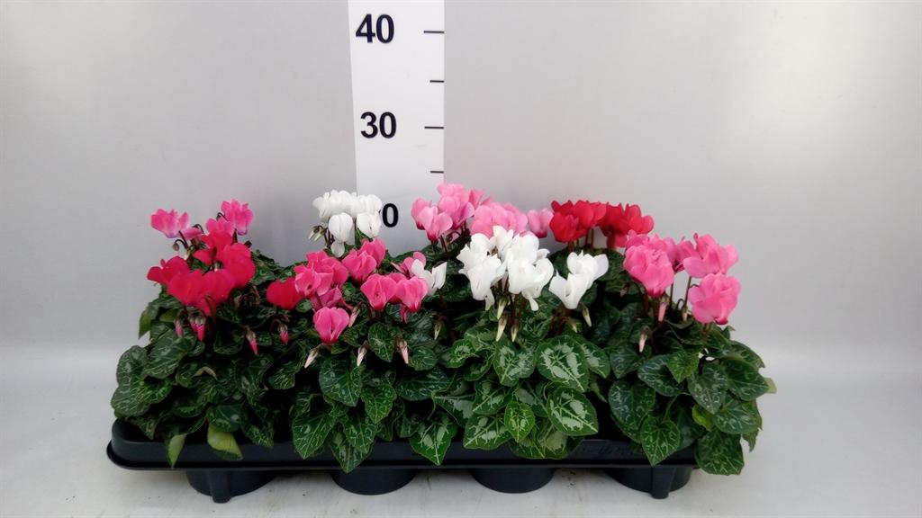 Горшечные цветы и растения оптом Cyclamen Kl carino от 8шт (для телеги) из Голландии с доставкой по России