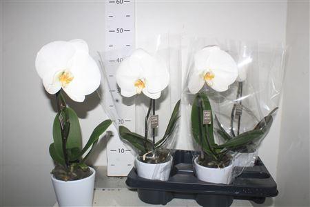 Горшечные цветы и растения оптом Phalaenopsis Singalo White Keramiek от 4шт (для телеги) из Голландии с доставкой по России