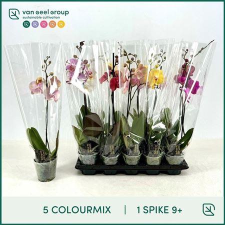 Горшечные цветы и растения оптом Phal 1st Mix 9+ (van Geel) от 10шт из Голландии с доставкой по России