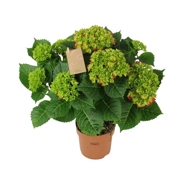 Горшечные цветы и растения оптом Hydrangea Ma Red 9+ от 6шт из Голландии с доставкой по России