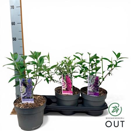 Горшечные цветы и растения оптом Buddleja Dav. Mix P19 от 3шт из Голландии с доставкой по России