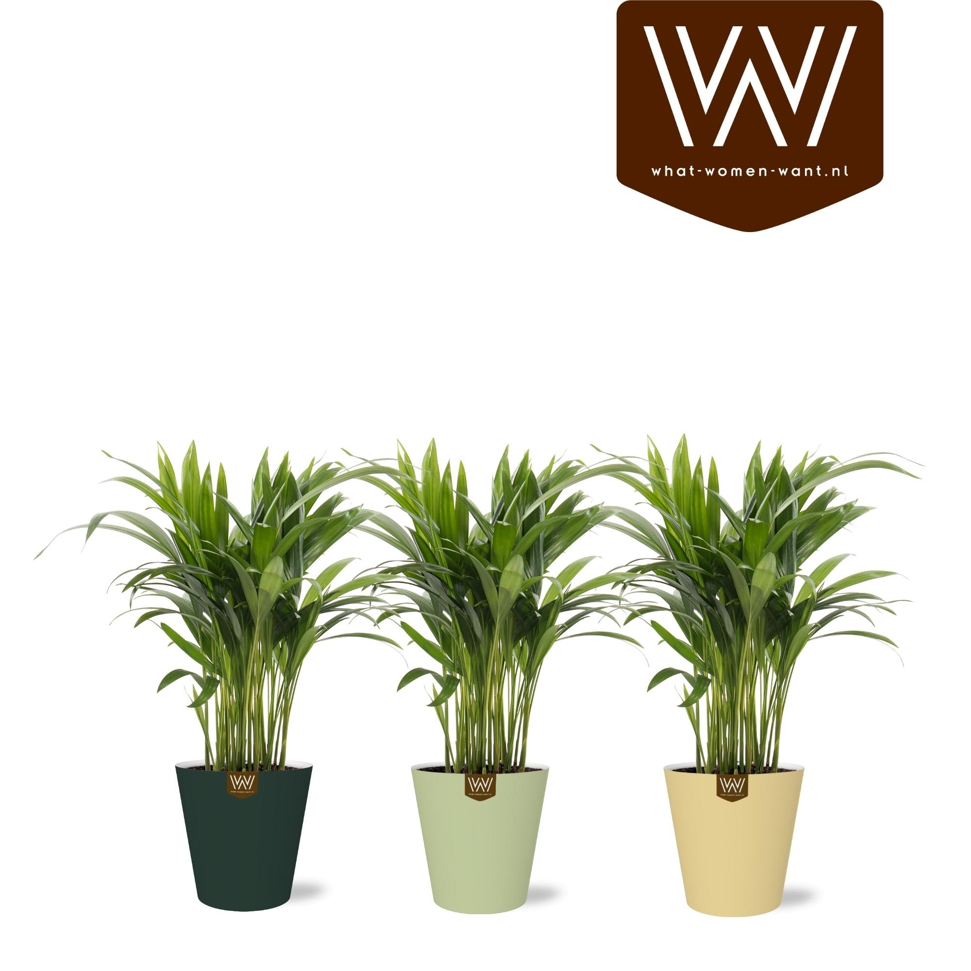 Горшечные цветы и растения оптом Dypsis Lutescens от 6шт из Голландии с доставкой по России