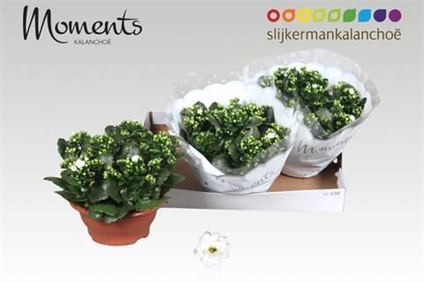 Горшечные цветы и растения оптом Kal Ge Stellar White от 3шт из Голландии с доставкой по России