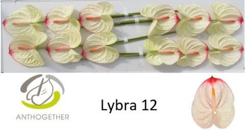Срезанные цветы оптом Anthurium lybra от 12шт из Голландии с доставкой по России