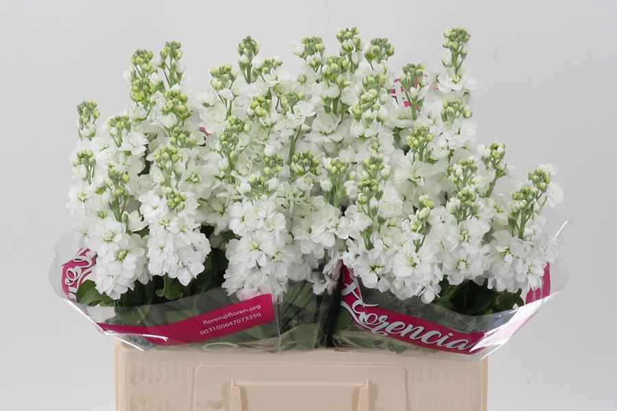 Срезанные цветы оптом Matthiola aida white от 40шт из Голландии с доставкой по России