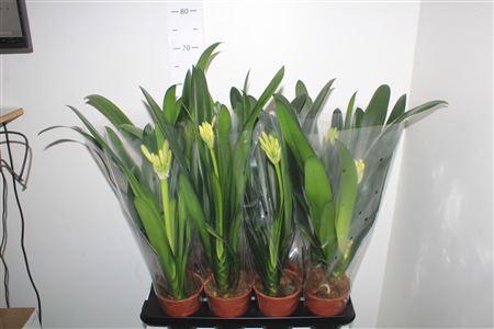 Горшечные цветы и растения оптом Clivia Miniata Yellow! от 8шт из Голландии с доставкой по России