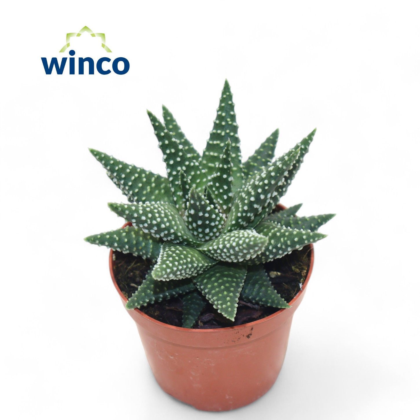 Горшечные цветы и растения оптом Haworthia Margaritifera от 18шт (для телеги) из Голландии с доставкой по России