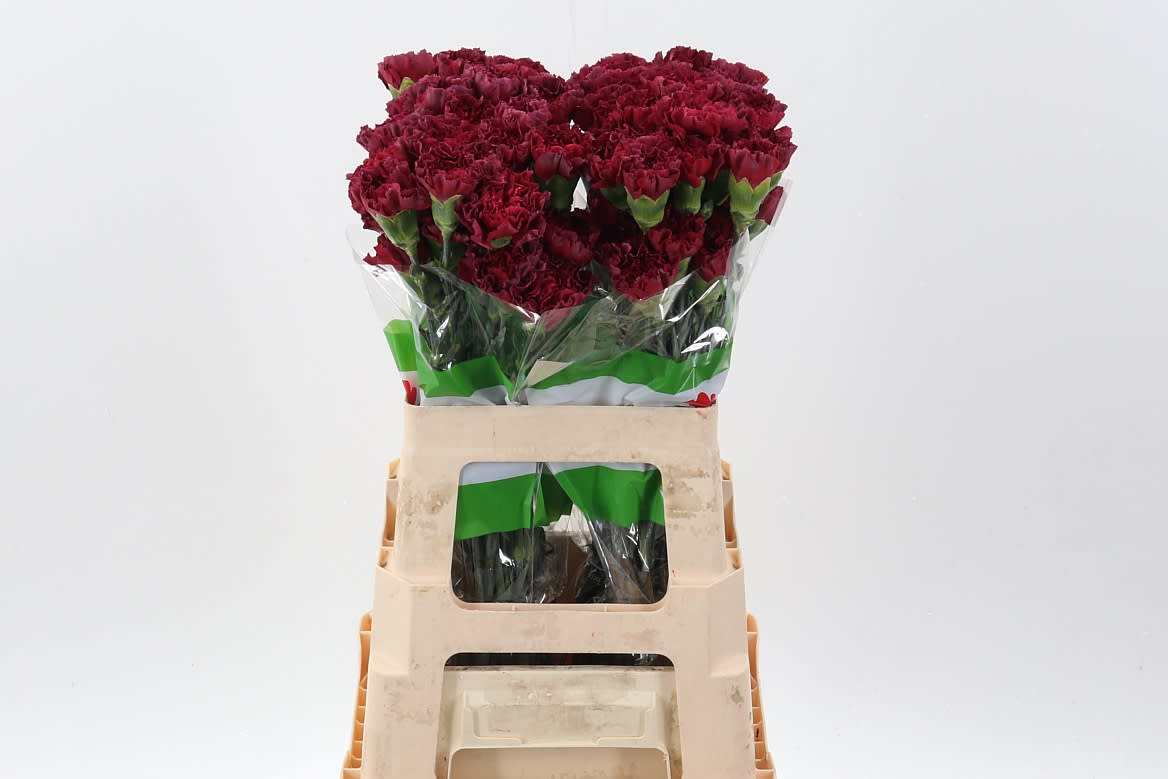 Срезанные цветы оптом Dianthus st lucy от 80шт из Голландии с доставкой по России