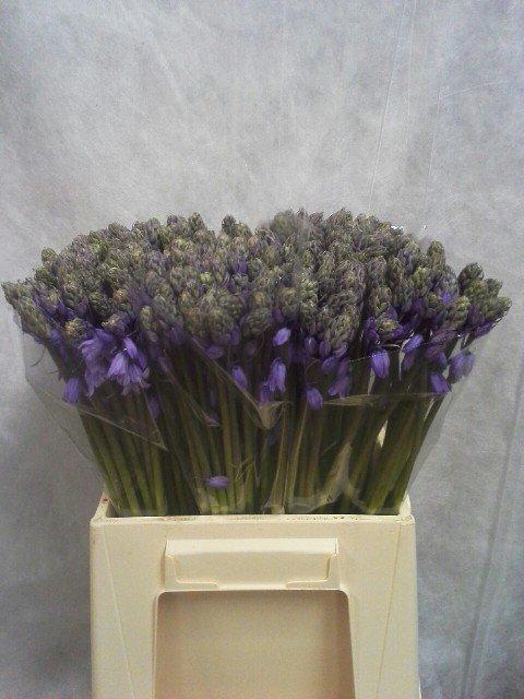 Срезанные цветы оптом Scilla blue от 200шт из Голландии с доставкой по России