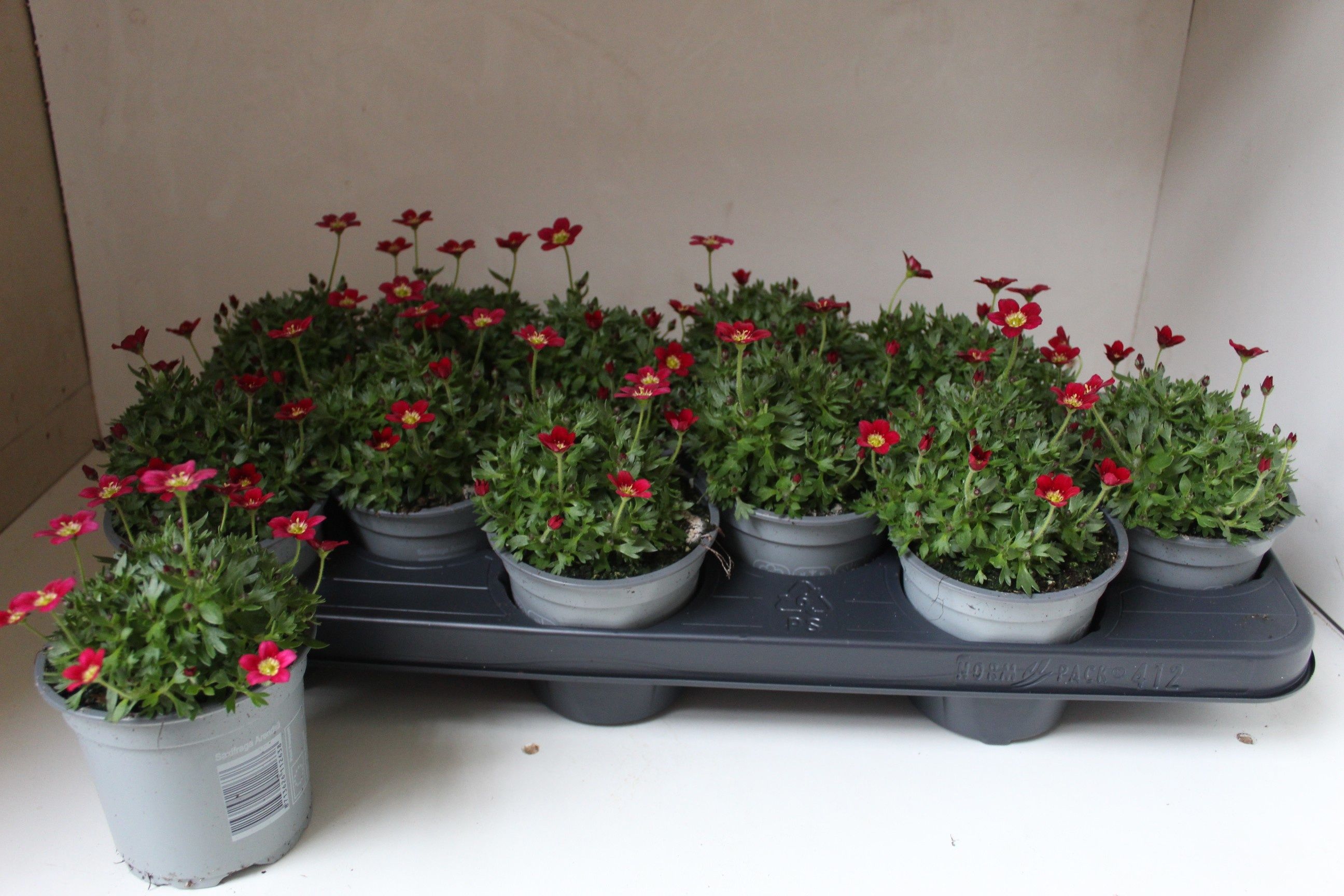 Горшечные цветы и растения оптом Saxif Ar Tour Dp Red от 12шт из Голландии с доставкой по России