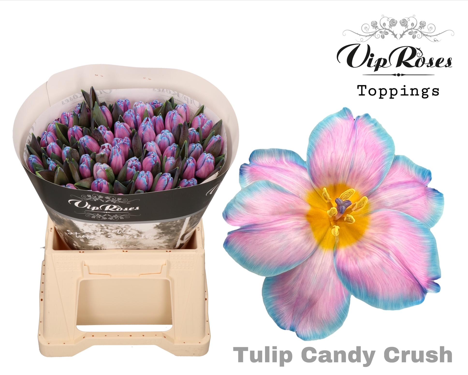 Срезанные цветы оптом Tulipa si paint candy crush от 50шт из Голландии с доставкой по России