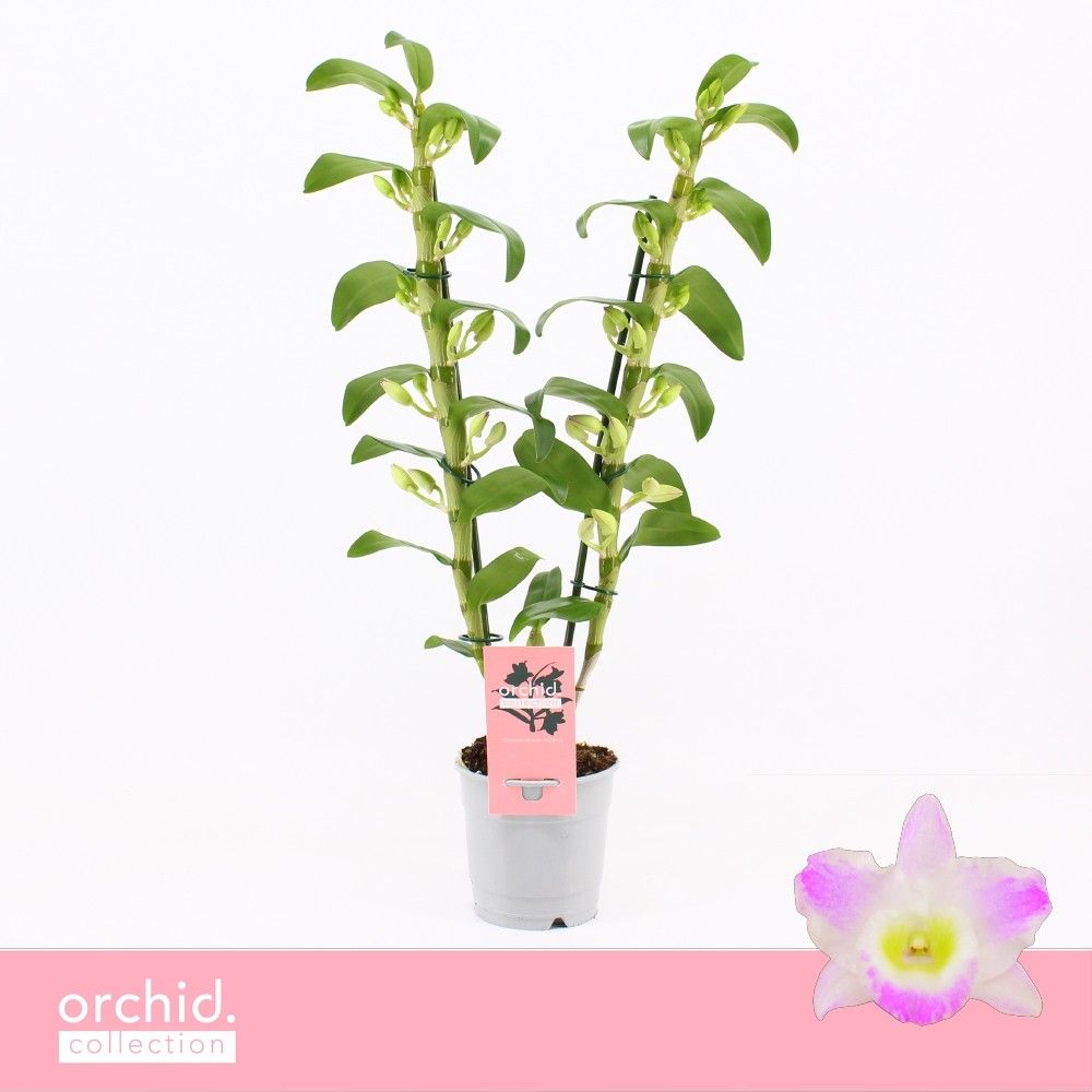 Горшечные цветы и растения оптом Dendr Nob 2st Pandora Orchid Collection от 10шт из Голландии с доставкой по России