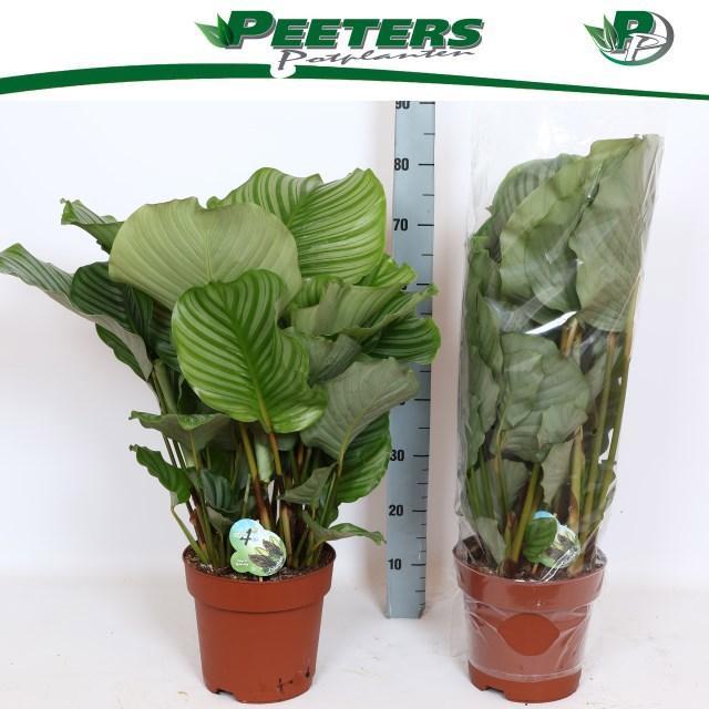 Горшечные цветы и растения оптом Calathea Orbifolia от 1шт из Голландии с доставкой по России