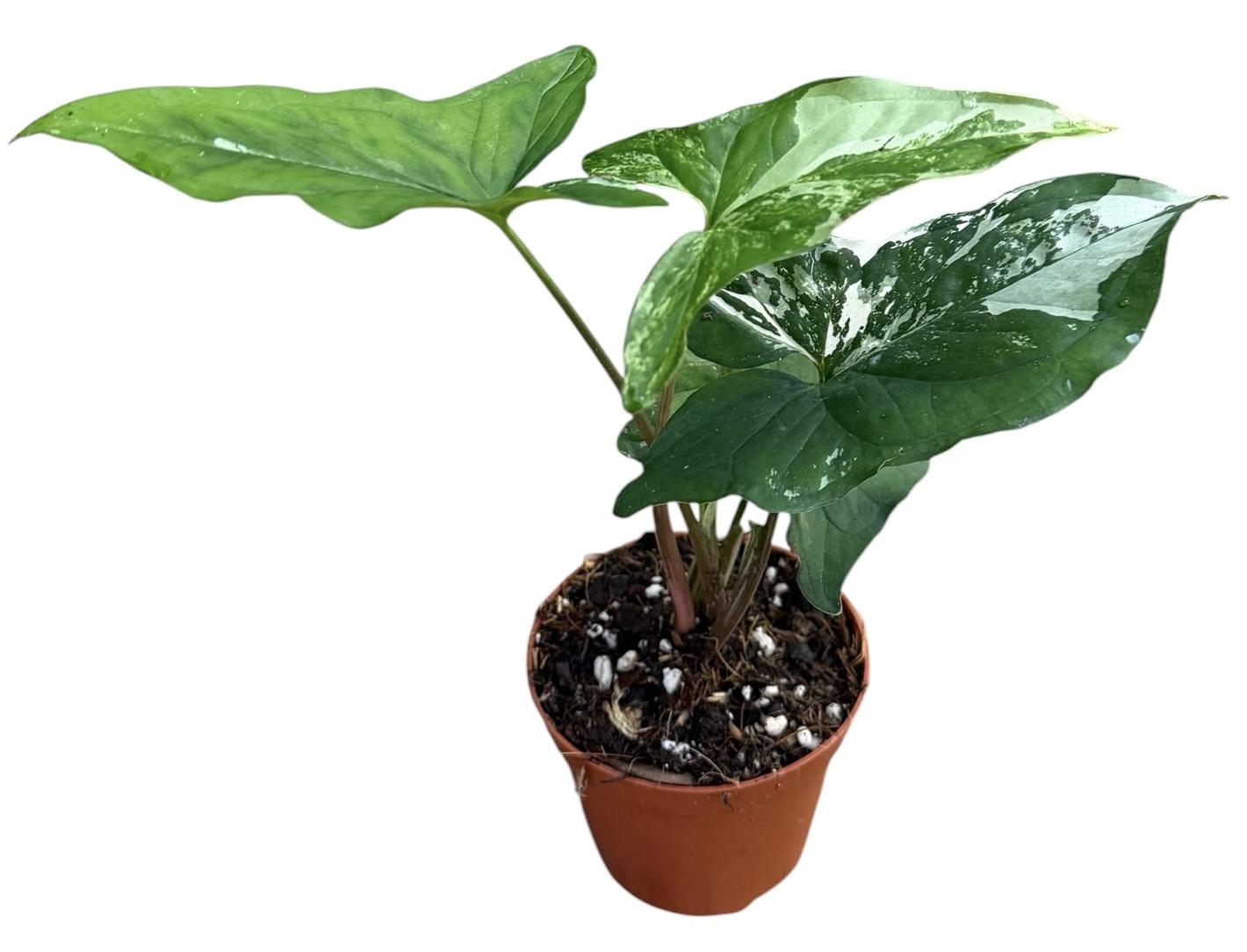 Горшечные цветы и растения оптом Syngonium Albo Variegata от 1шт (для телеги) из Голландии с доставкой по России