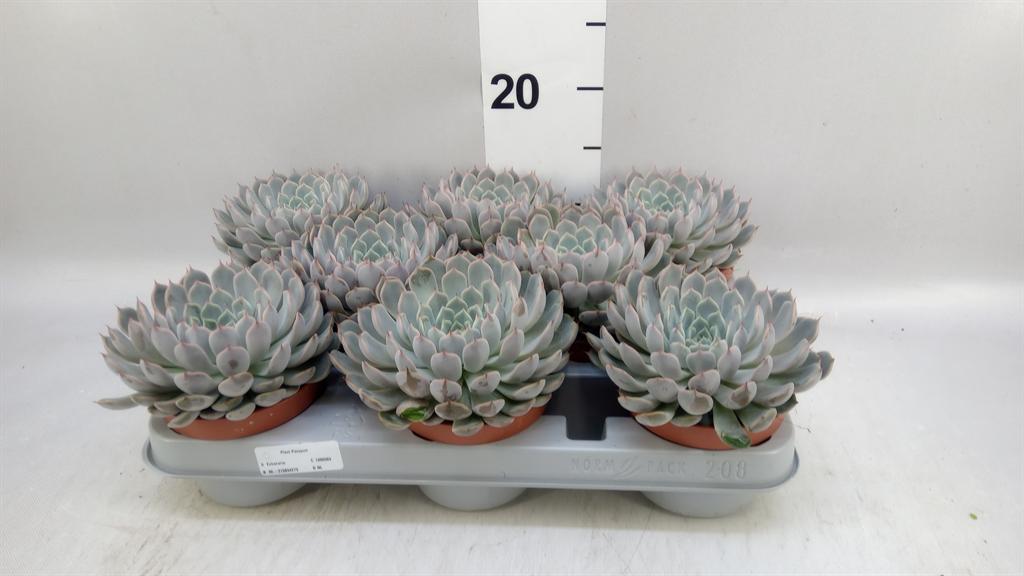 Горшечные цветы и растения оптом Echeveria Cuspidata от 8шт из Голландии с доставкой по России