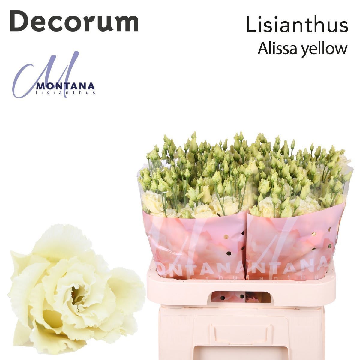 Срезанные цветы оптом Lisianthus do alissa yellow от 40шт. из Голландии с доставкой по России