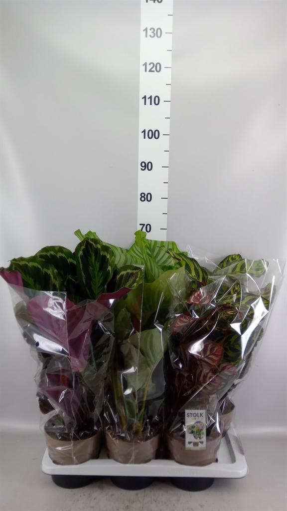 Горшечные цветы и растения оптом Calathea ...mix 4 от 6шт из Голландии с доставкой по России