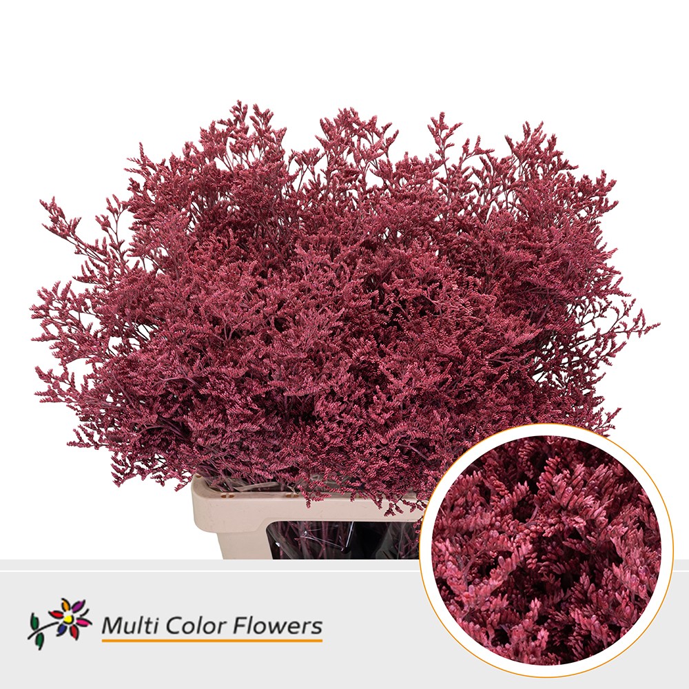 Срезанные цветы оптом Limonium paint coral от 50шт из Голландии с доставкой по России