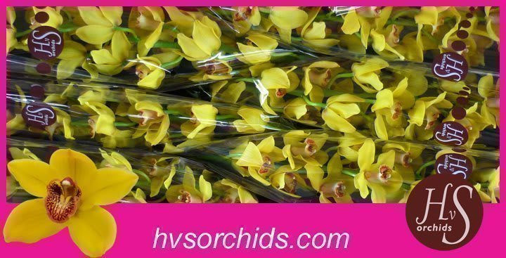 Срезанные цветы оптом Cymbidium yellow nevada от 6шт из Голландии с доставкой по России