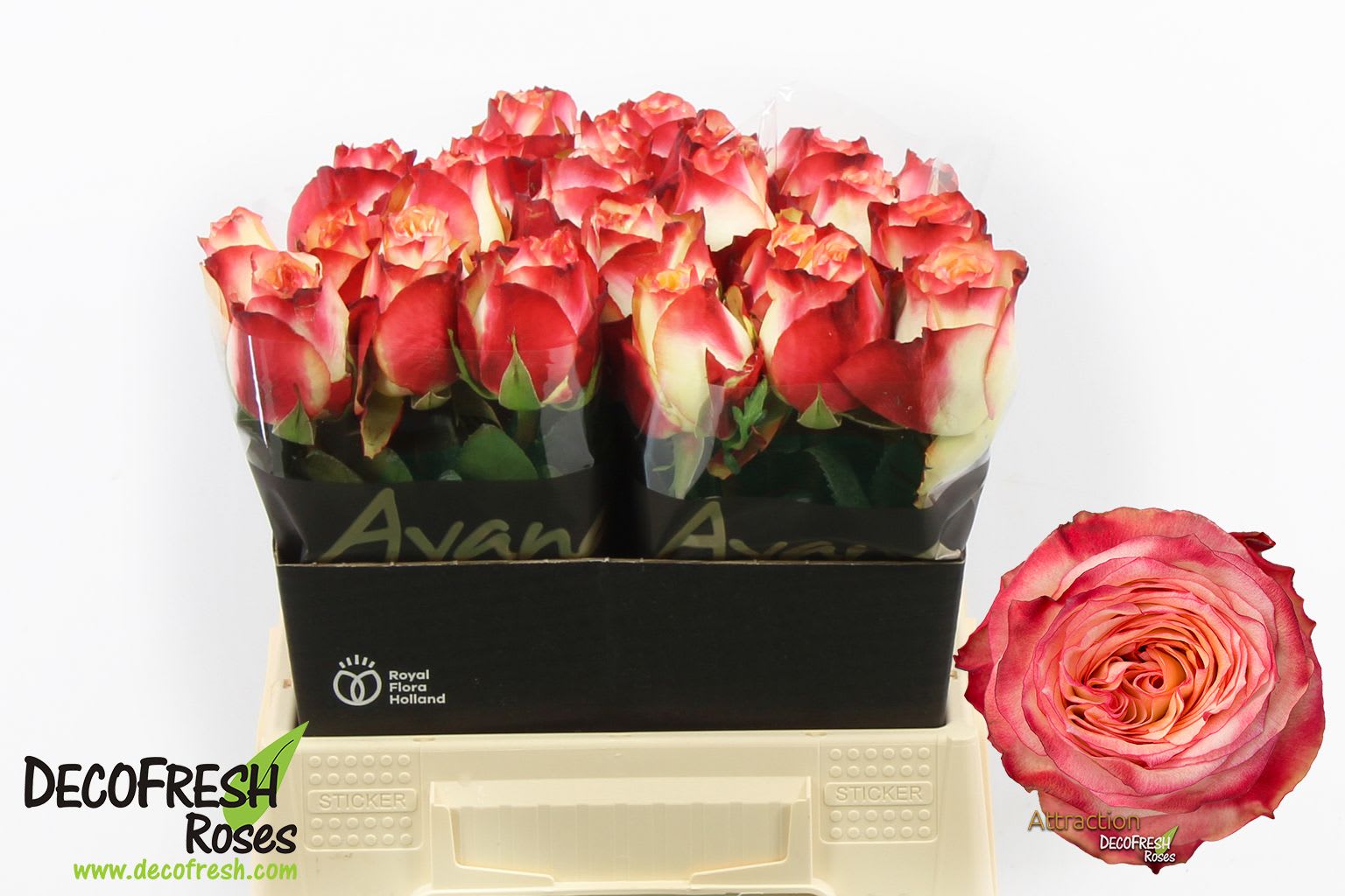 Срезанные цветы оптом Rosa large attraction от 30шт из Голландии с доставкой по России