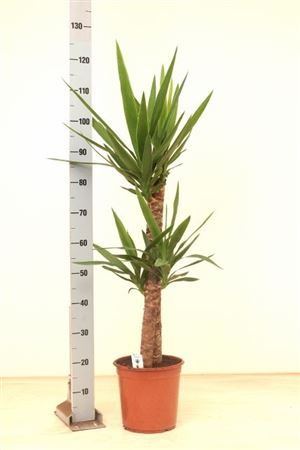 Горшечные цветы и растения оптом Yucca 75-45 Cm 2+ от 1шт из Голландии с доставкой по России